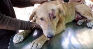 dog-india-street-3_censored