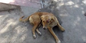 dog-india-street-1_censored