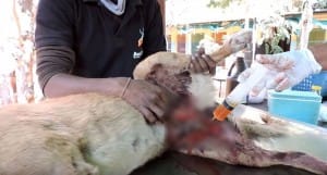 dog-india-street-4_censored