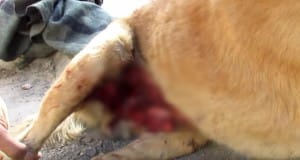 dog-india-street-2_censored