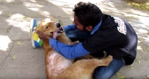dog-india-street-7