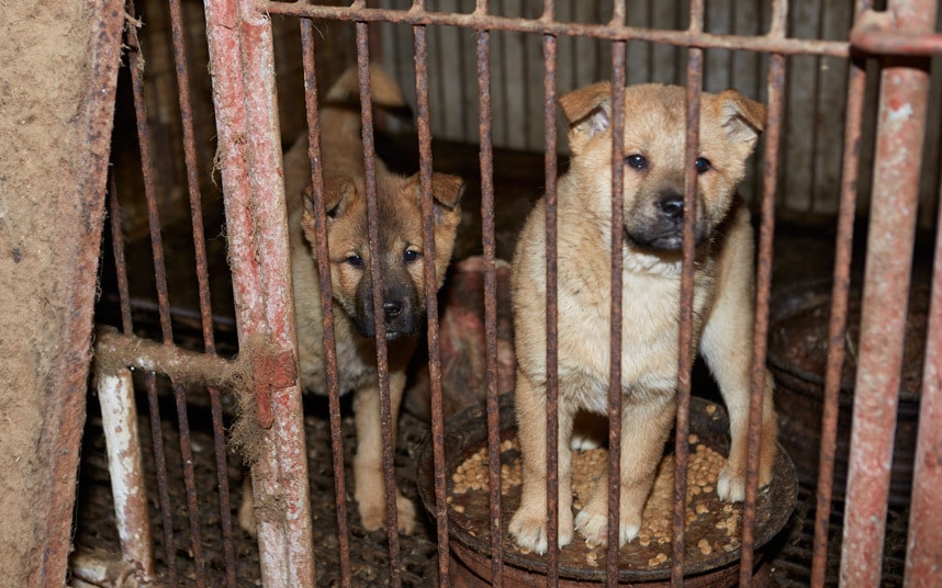 korea-dog-rescue-c_3241218k