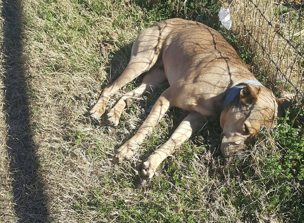 blue-chien-mort-texas-1