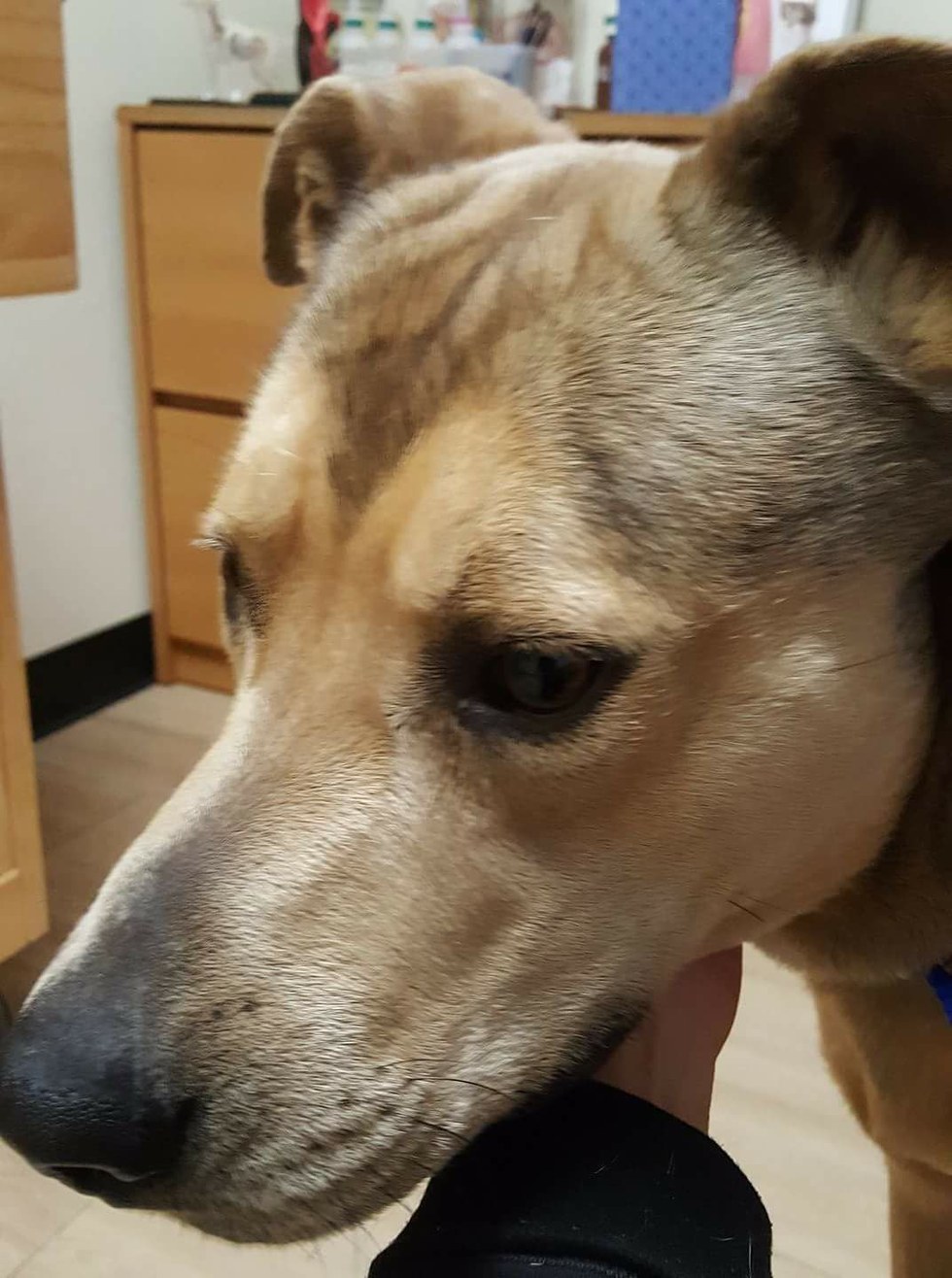 blue-chien-mort-texas-2