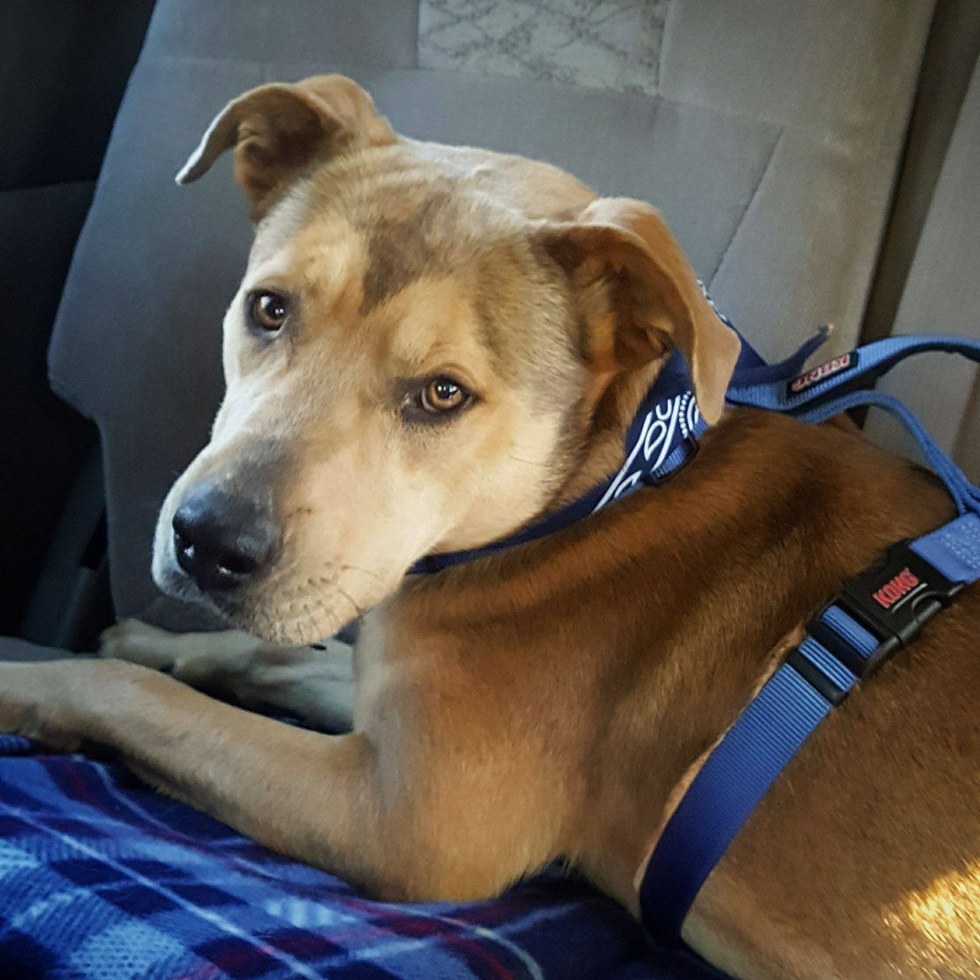 blue-chien-mort-texas-3