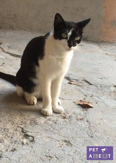 rain-pet-alert-fevrier-1