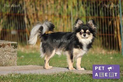 jackson-pet-alert-fevrier-1