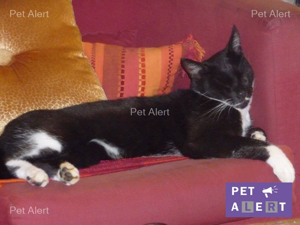 smoky-pet-alert-fevrier-1