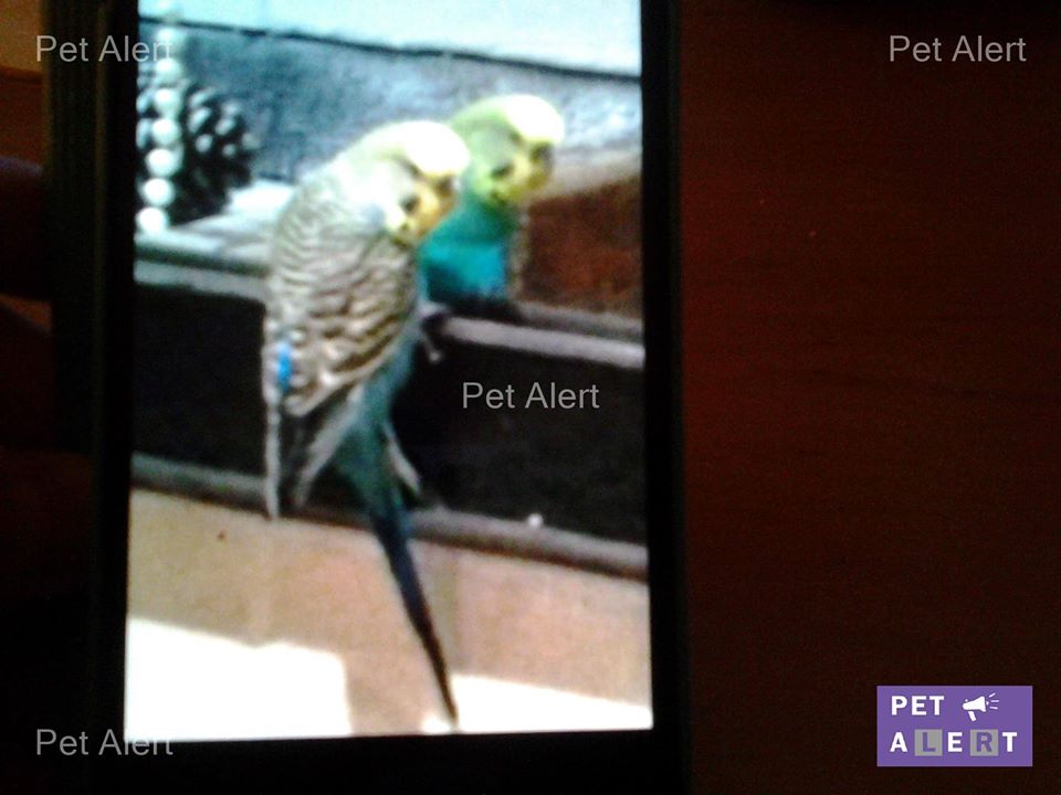 perruche-pet-alert-fevrier-1