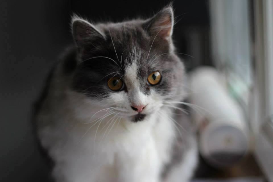 zazou-pet-alert-fevrier-1