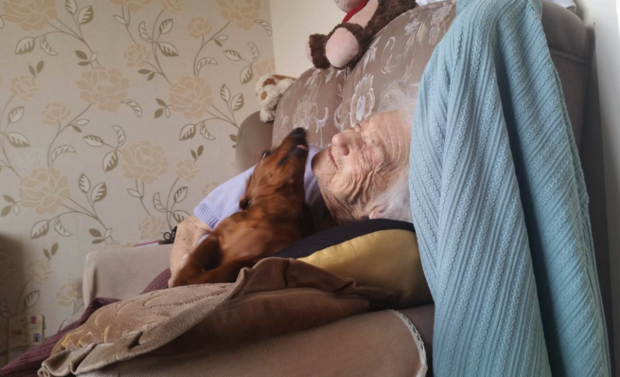 chien-femme-alzheimer-2