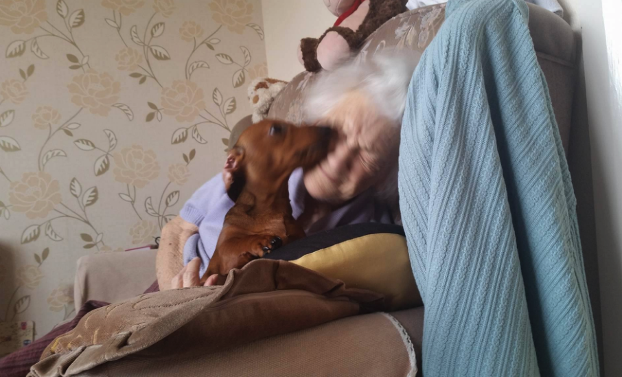 chien-femme-alzheimer-3