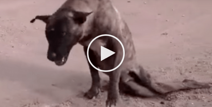 toby_dog_paralyzed_rescue_cover