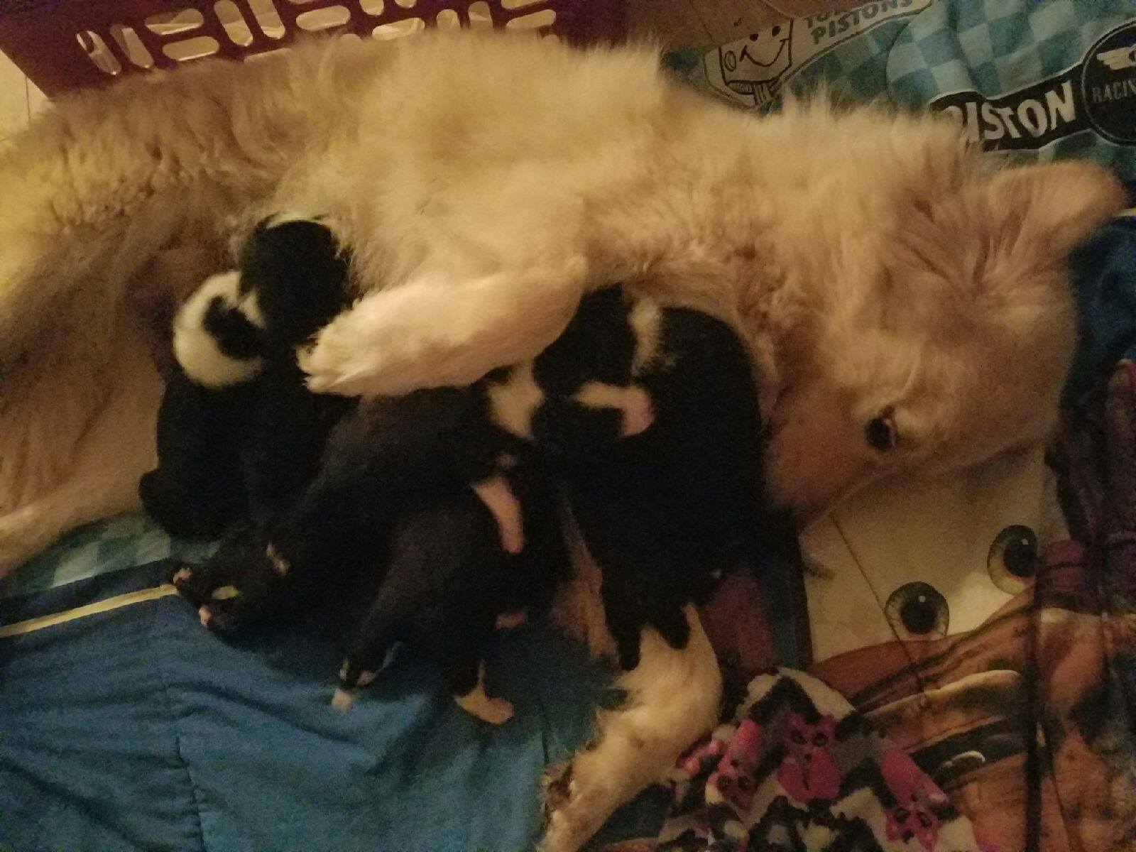 daisy_fire_puppies_surrogate_5