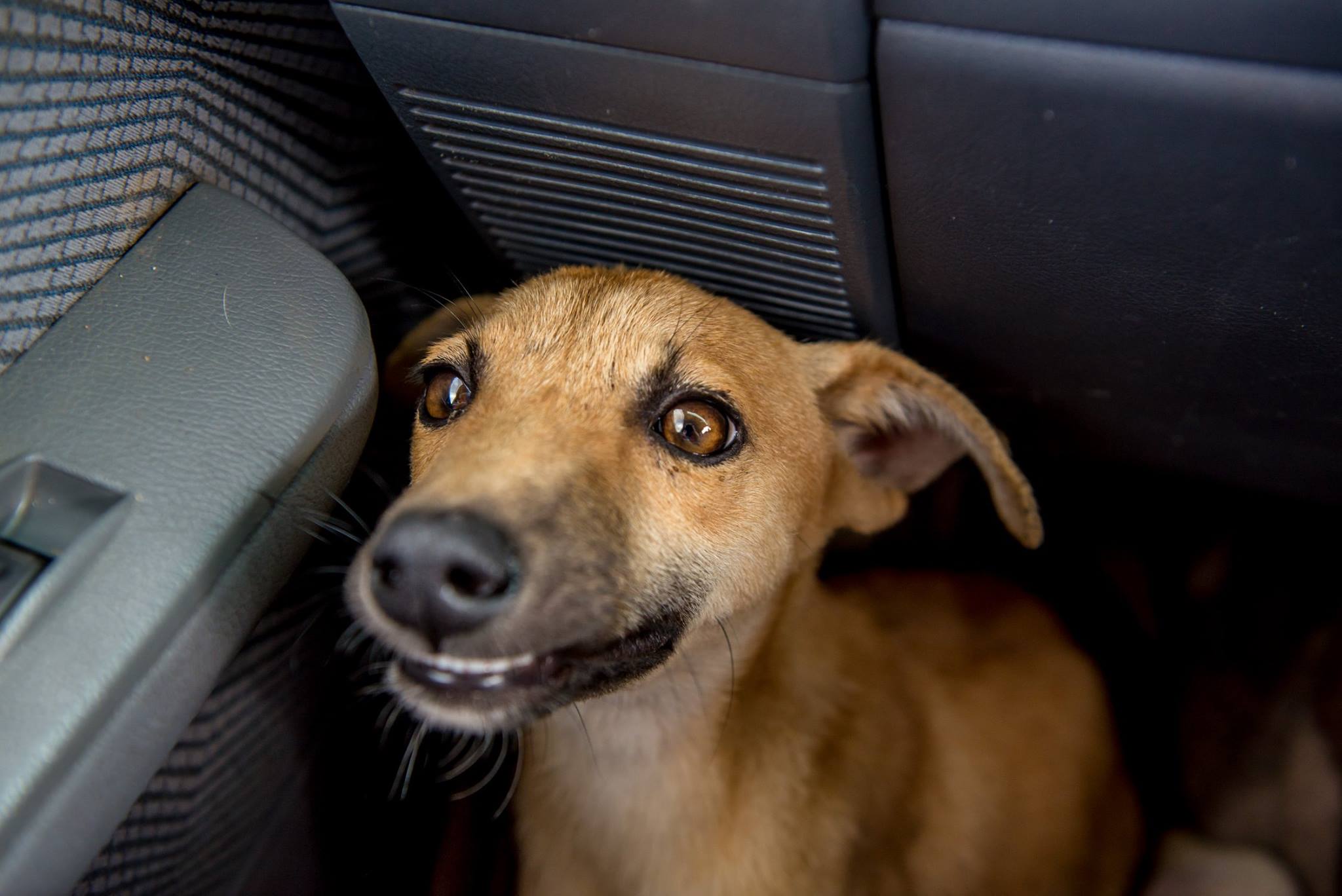 dog-poppy-paralyzed-7