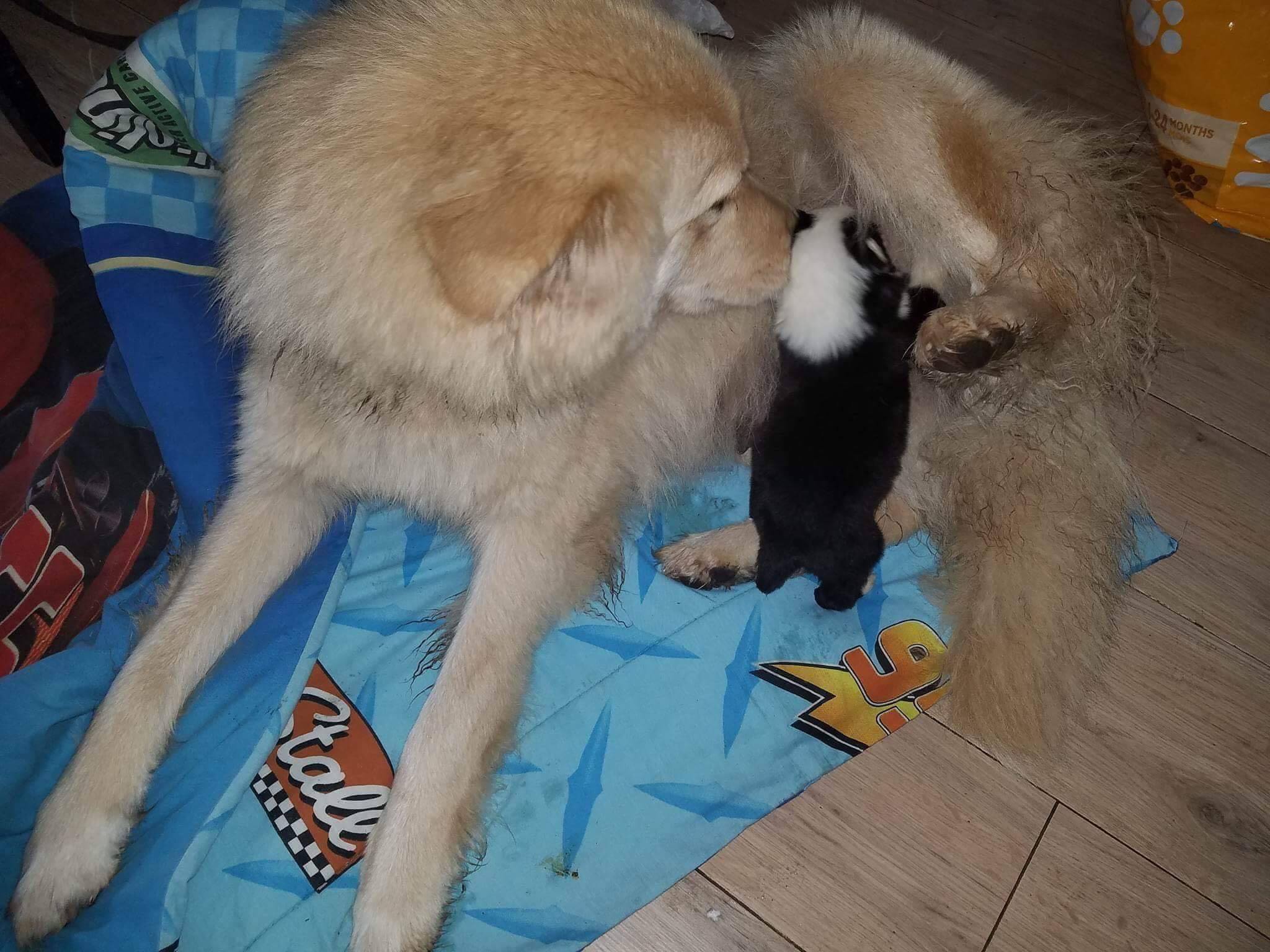 daisy_fire_puppies_surrogate_4