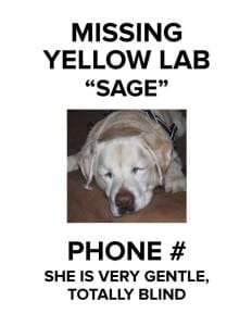 dog-sage-blind-5