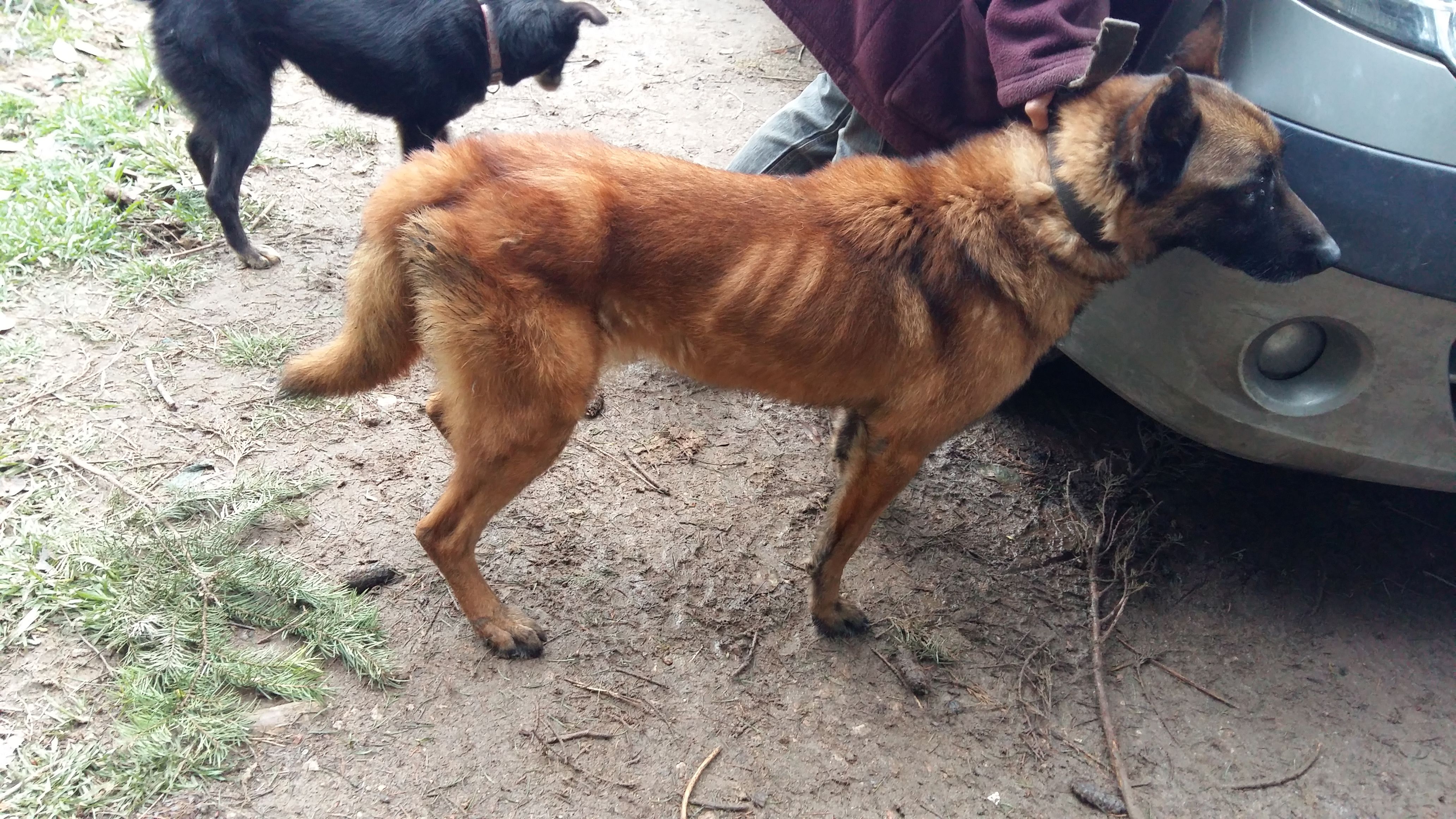 sauvetage-spa-rhone-53-chiens-7