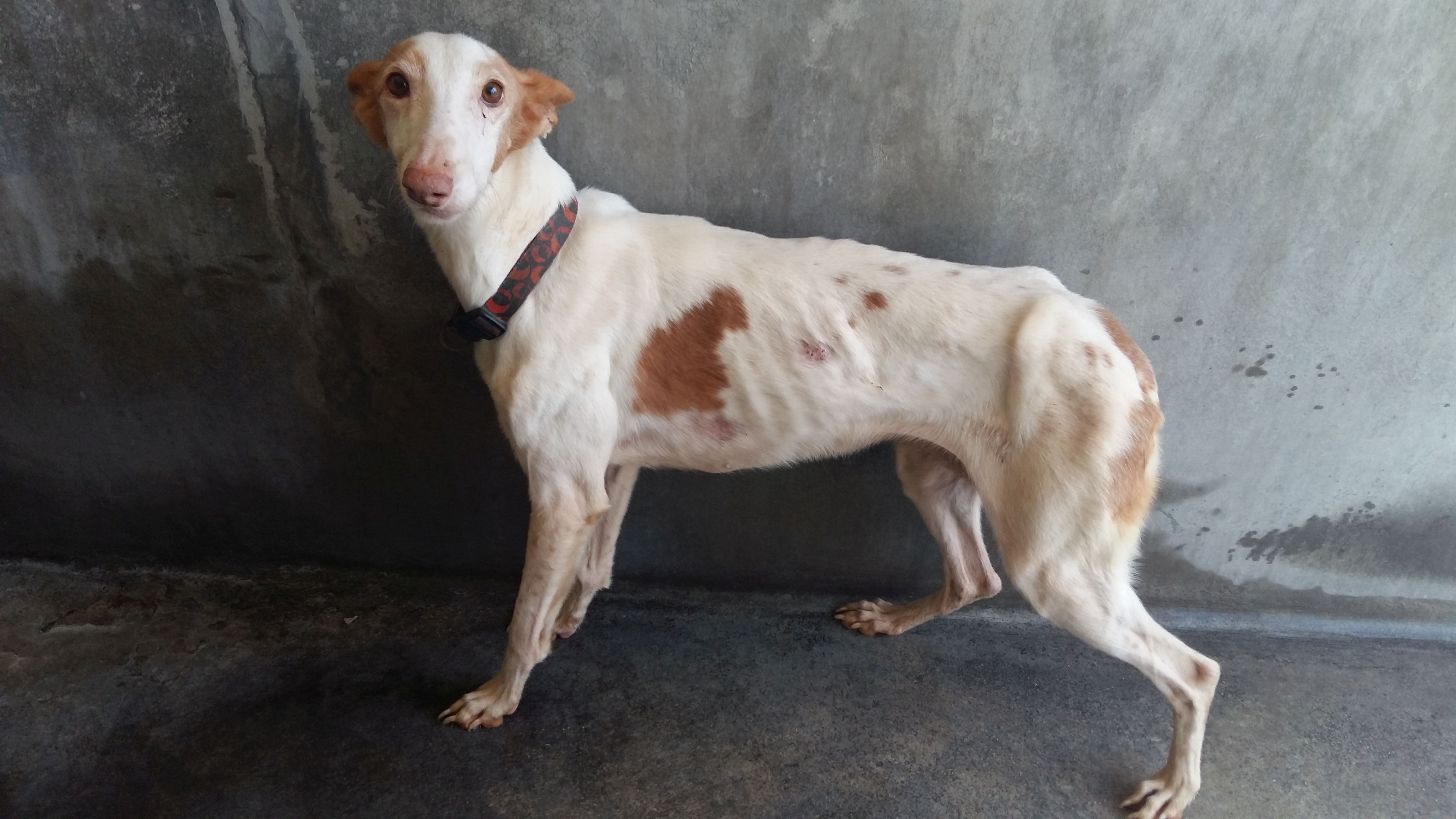 sauvetage-spa-rhone-53-chiens-5