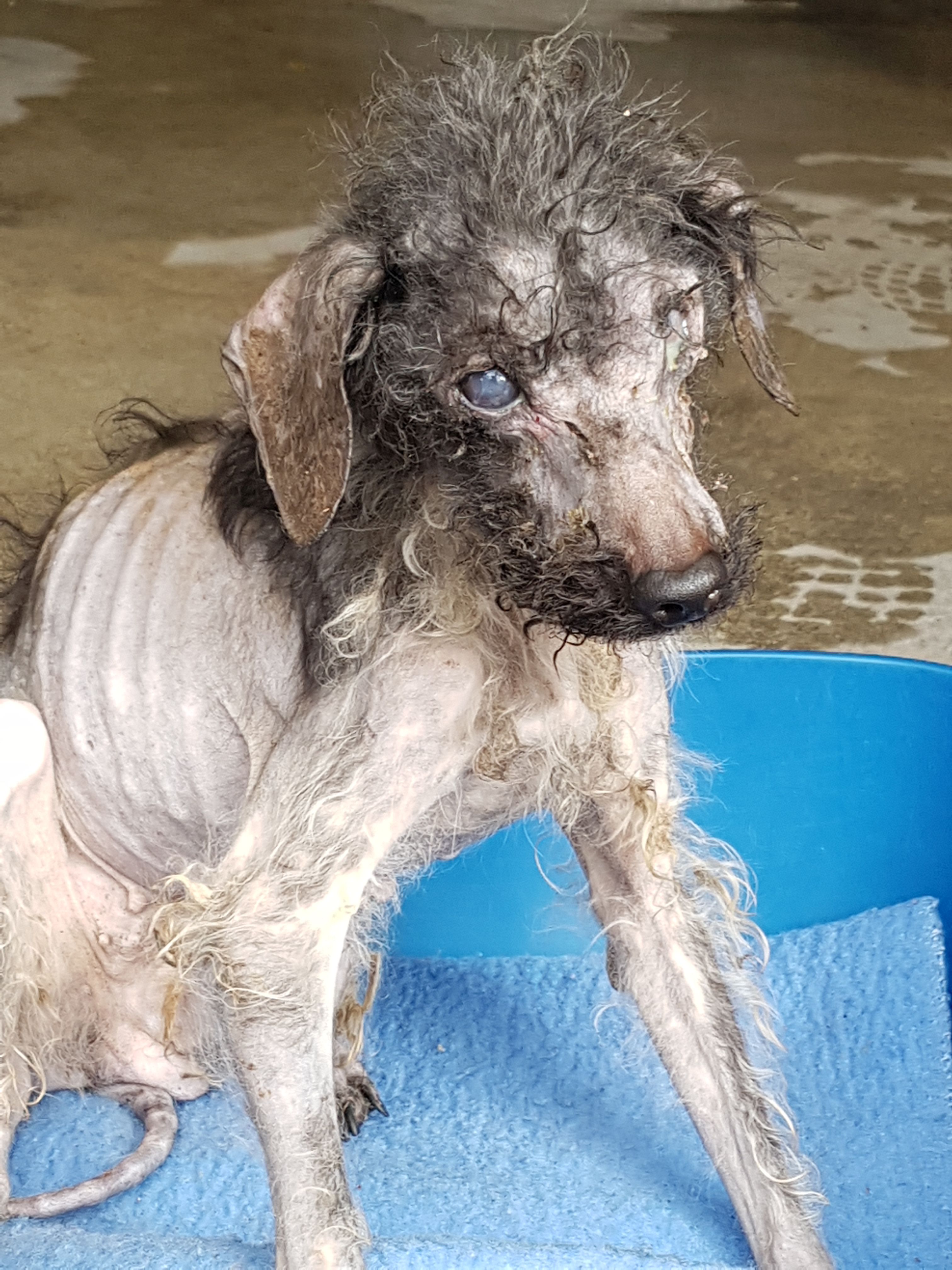 sauvetage-spa-rhone-53-chiens-2