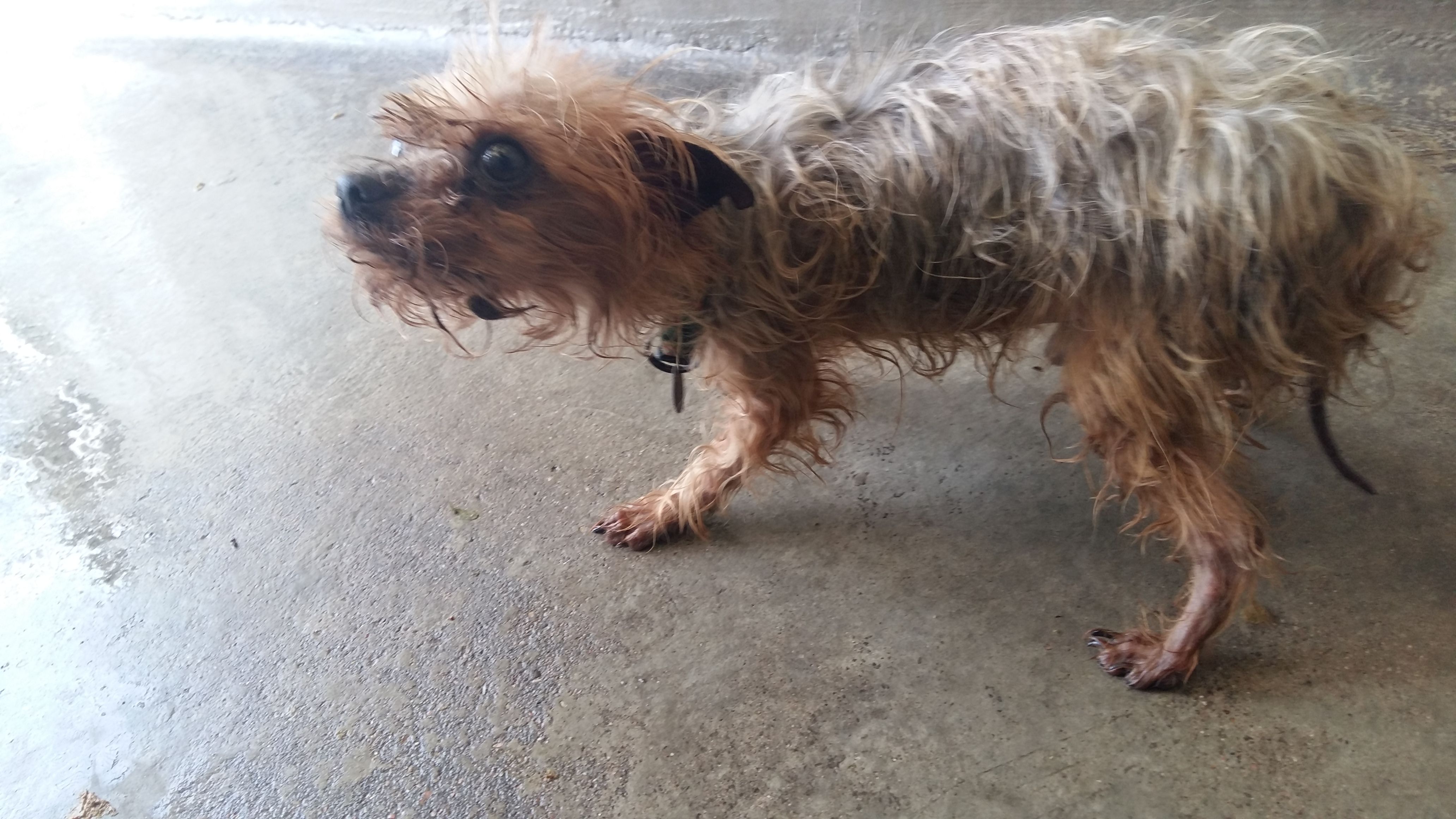 sauvetage-spa-rhone-53-chiens-1