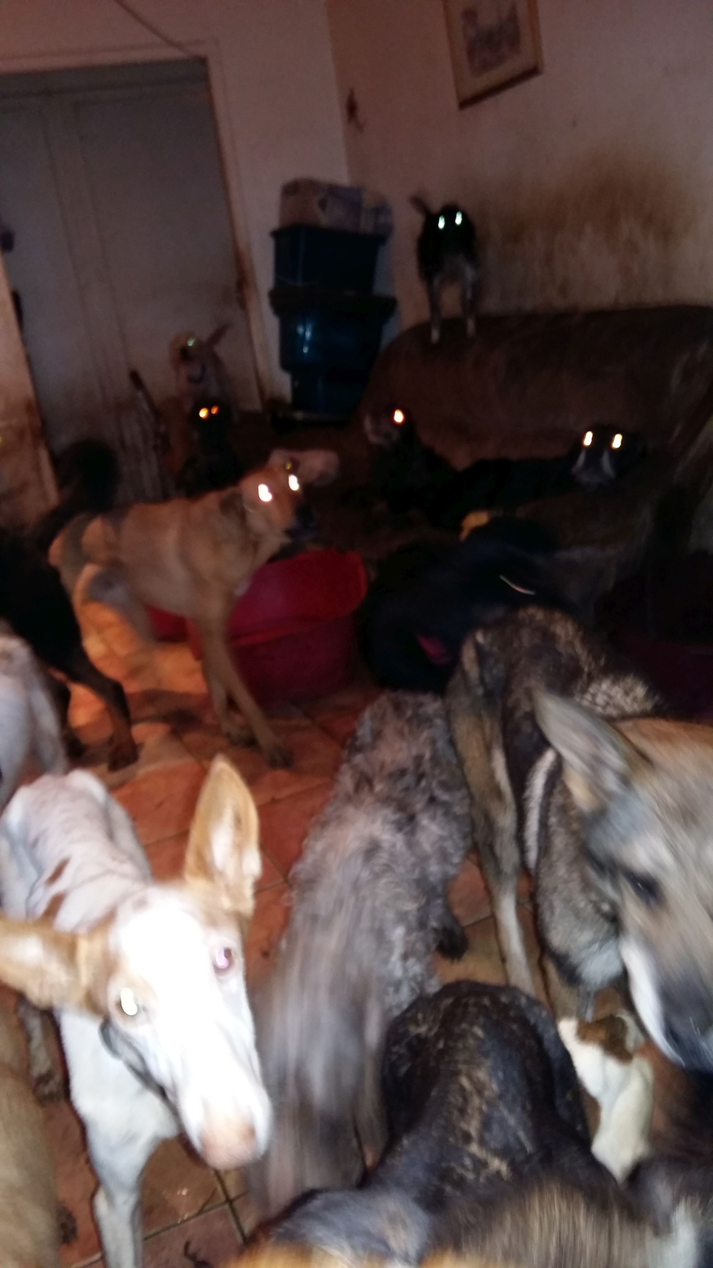 sauvetage-spa-rhone-53-chiens-4