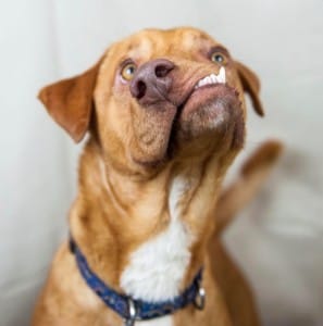 dogs-pablo-picasso-6