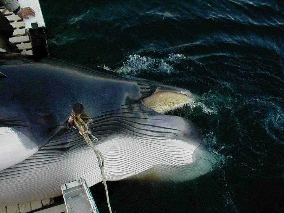 whale-hunting-norway- (3)