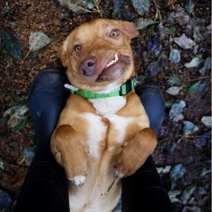 dogs-pablo-picasso-3