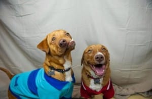 dogs-pablo-picasso-5