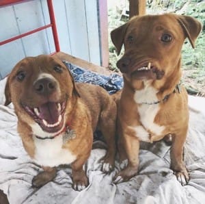 dogs-pablo-picasso-1