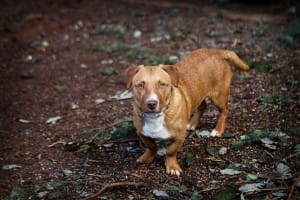 dogs-pablo-picasso-7