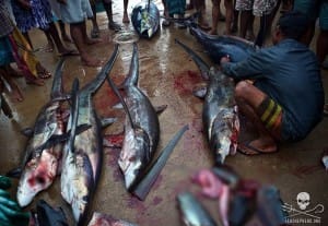 shark-fins-hong-kong-4