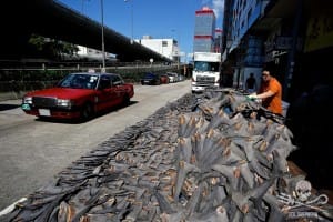 shark-fins-hong-kong-6