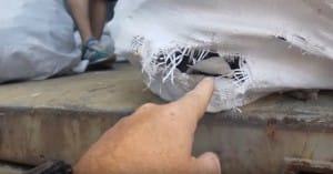 shark-fins-hong-kong-2