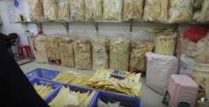 shark-fins-hong-kong-3