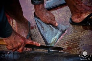 shark-fins-hong-kong-10