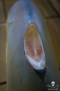 A freshly finned shark.