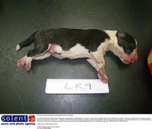 puppies-freezer-breeder-4