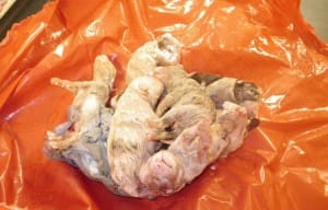 puppies-freezer-breeder-1