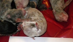 puppies-freezer-breeder-3