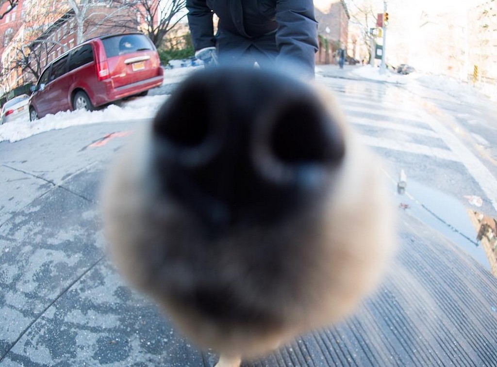 chien-Q-I-etude-LSE-1-1024x757