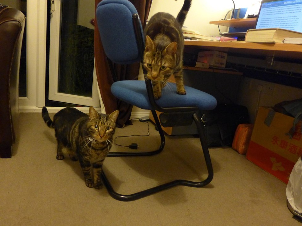 bear-chat-mort-lettre-voisine-3