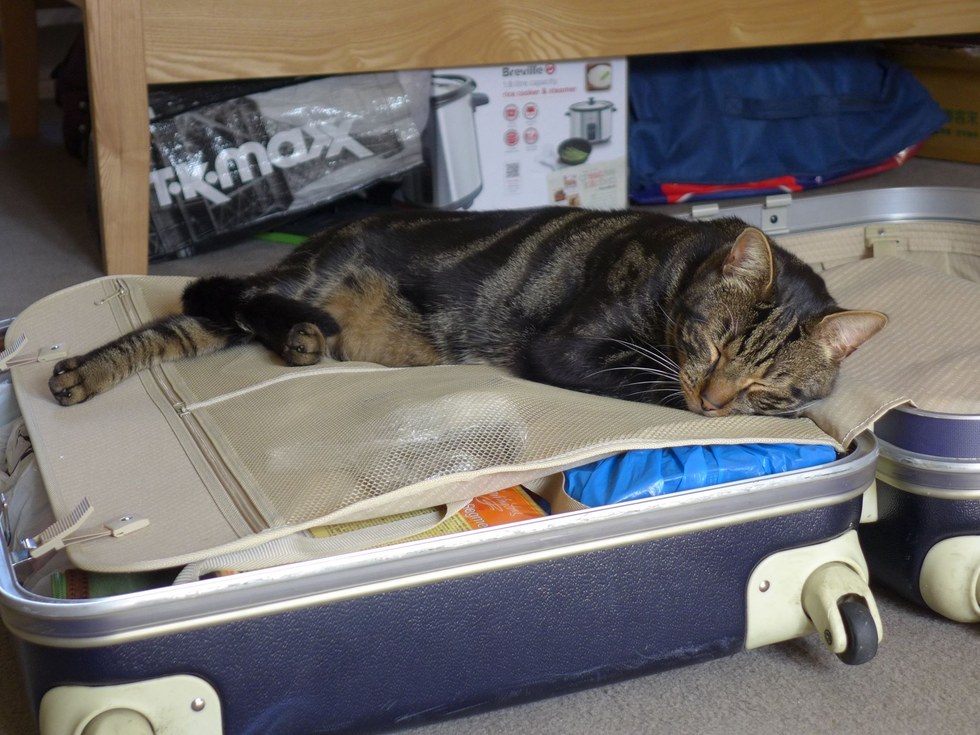 bear-chat-mort-lettre-voisine-1