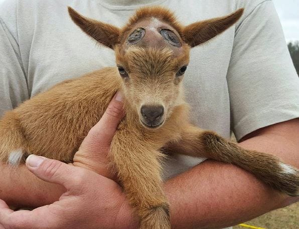 goat-lawson-baby-11