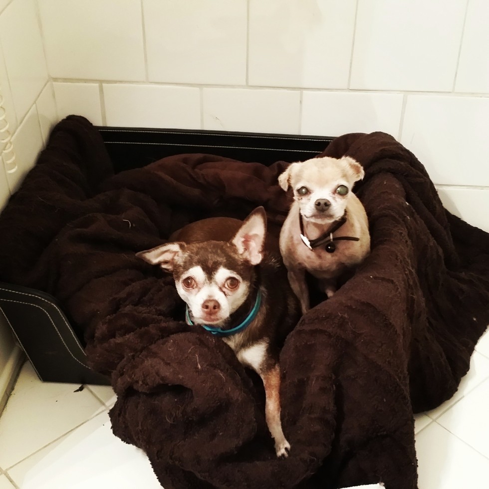 steve-greig-adoption-chiens-ages-1