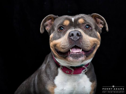 petra-chienne-perdue-retrouvee-1