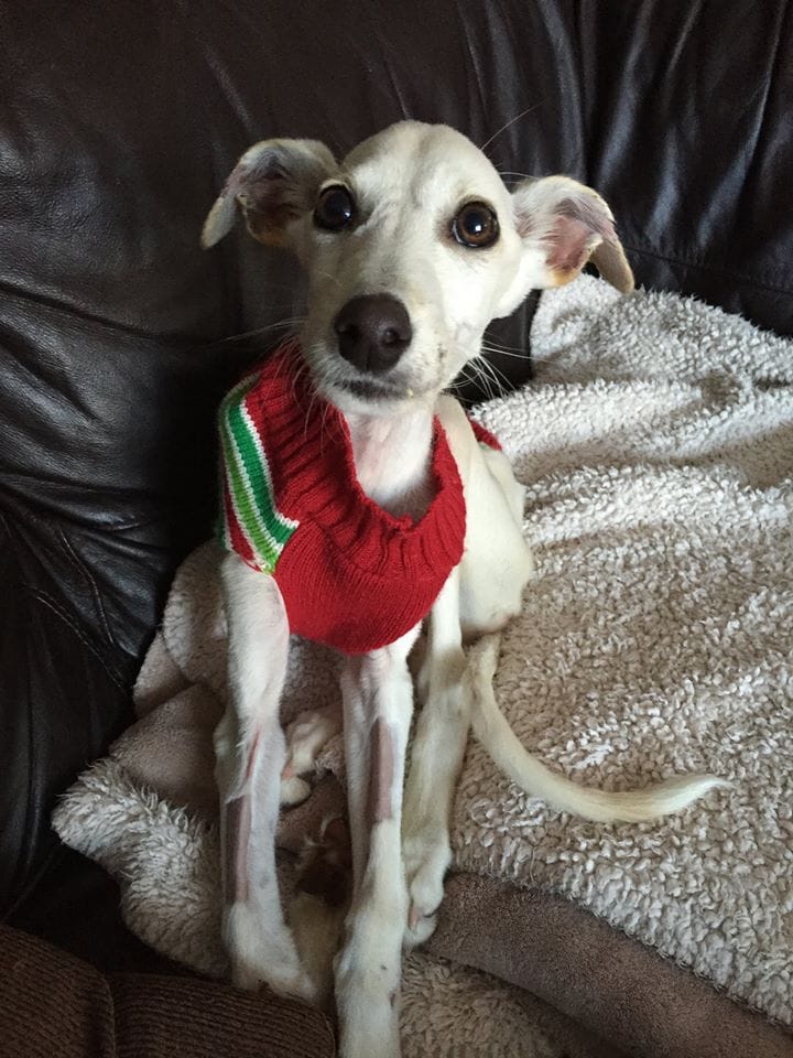 dog-wedding-recovery-6