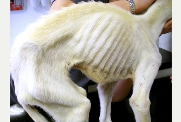 Picture Supplied caption... William the lurcher puppy who hit national headlines in September after being starved has now been adopted by a Derby couple, Rachel Butler and Chris Mallett.