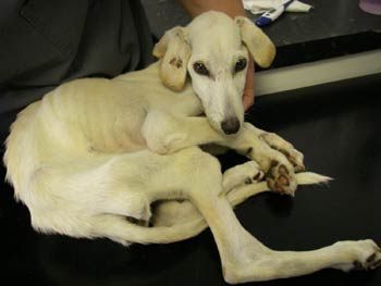 dog-wedding-recovery-7